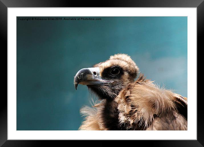 Cinereous Vulture Framed Mounted Print by Rebecca Giles
