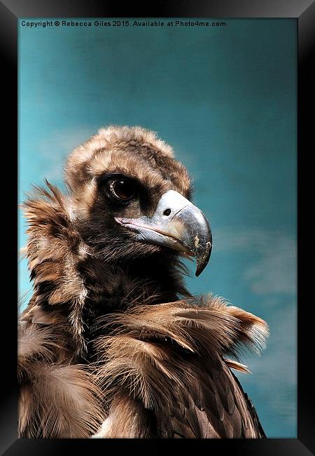  Cinereous Vulture Head shot Framed Print by Rebecca Giles