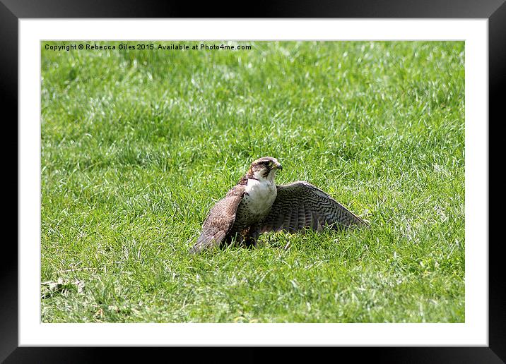  Peregrine Falcon Framed Mounted Print by Rebecca Giles