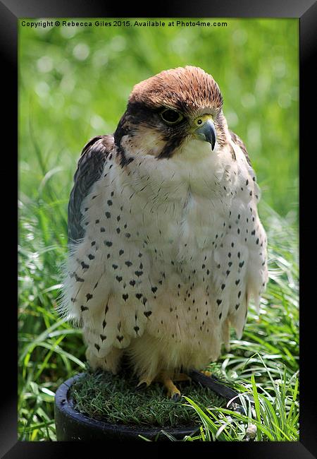  Lanner Falcon Framed Print by Rebecca Giles
