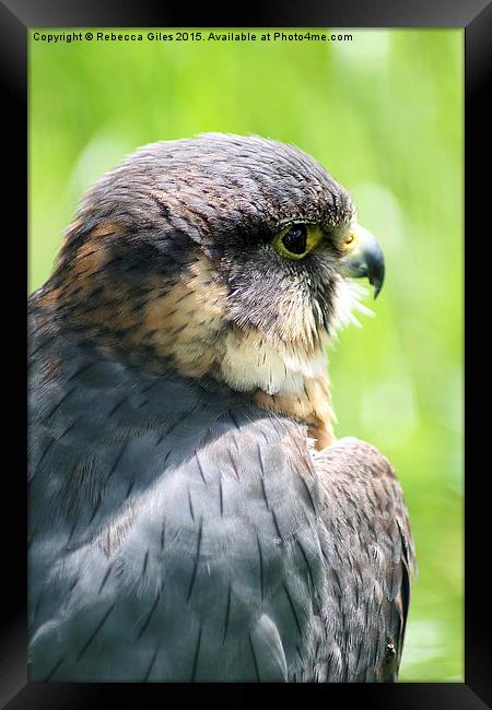  Lanner Falcon  Framed Print by Rebecca Giles