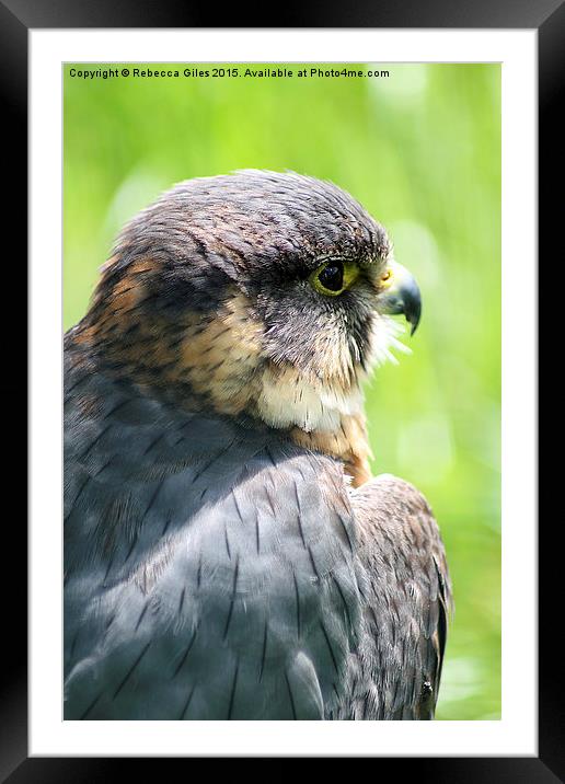  Lanner Falcon  Framed Mounted Print by Rebecca Giles