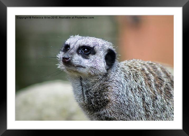  Meerkat Framed Mounted Print by Rebecca Giles