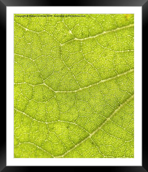  Leaf Framed Mounted Print by Rebecca Giles