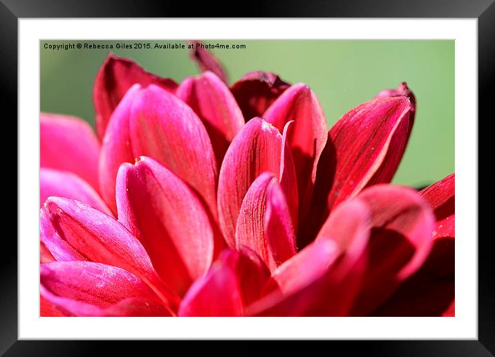   Dahlias Framed Mounted Print by Rebecca Giles