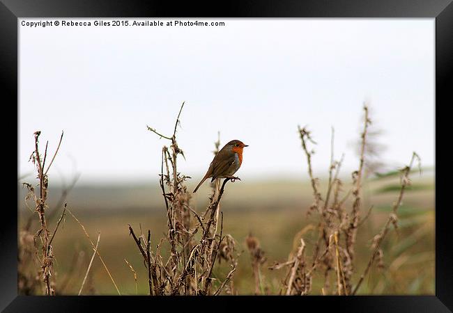  Robin Framed Print by Rebecca Giles