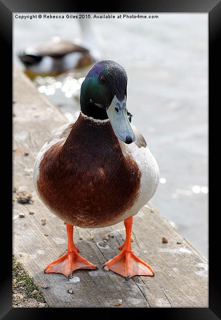  Male Mallard Framed Print by Rebecca Giles