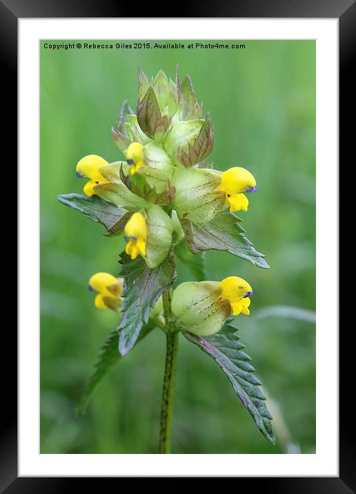  Rhinanthus minor  Framed Mounted Print by Rebecca Giles