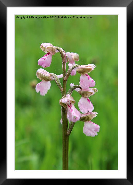  Green-winged Orchid Framed Mounted Print by Rebecca Giles
