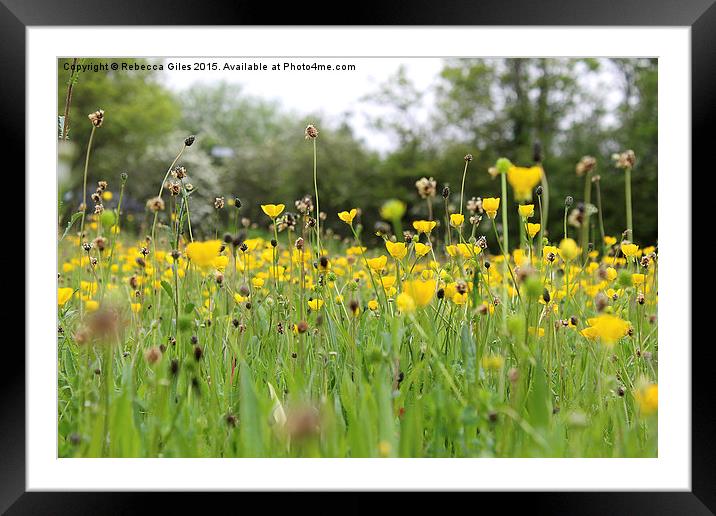  Field of Buttercups Framed Mounted Print by Rebecca Giles