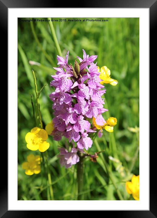  Green-winged Orchid  Framed Mounted Print by Rebecca Giles