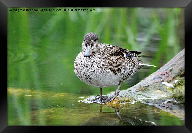 Female Mallard Framed Print by Rebecca Giles