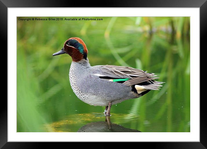  Teal Framed Mounted Print by Rebecca Giles