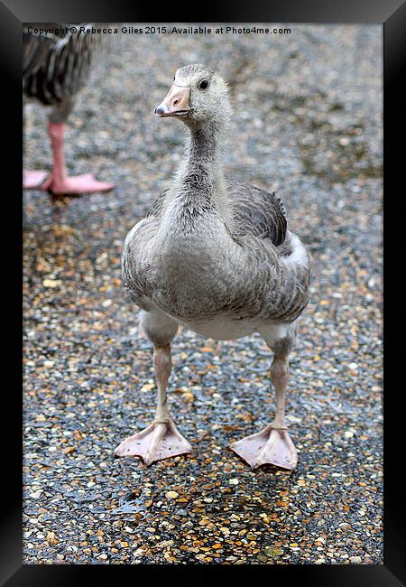  Baby Greylag Goose Framed Print by Rebecca Giles
