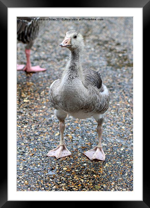  Baby Greylag Goose Framed Mounted Print by Rebecca Giles