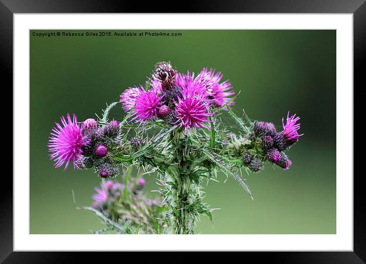  Marsh Thistle Framed Mounted Print by Rebecca Giles