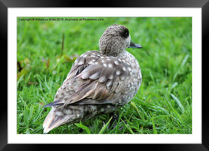  Marbled Duck Framed Mounted Print by Rebecca Giles