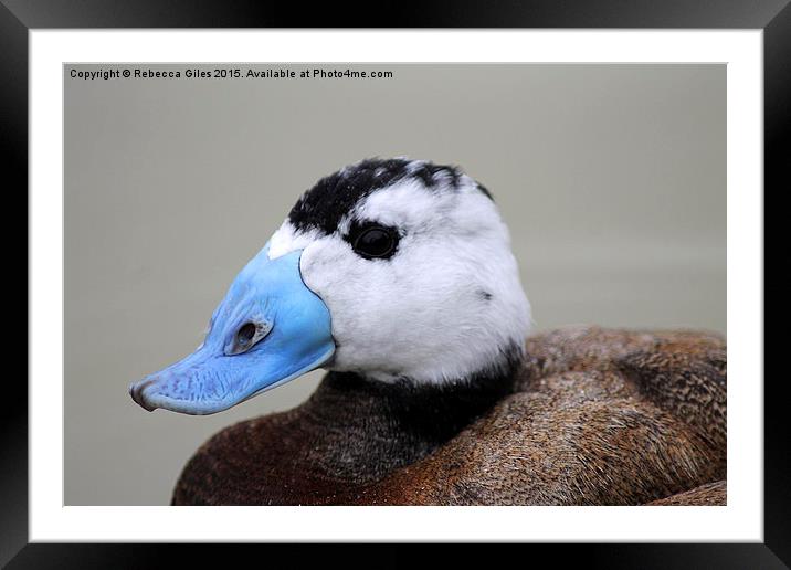 Ruddy duck Framed Mounted Print by Rebecca Giles