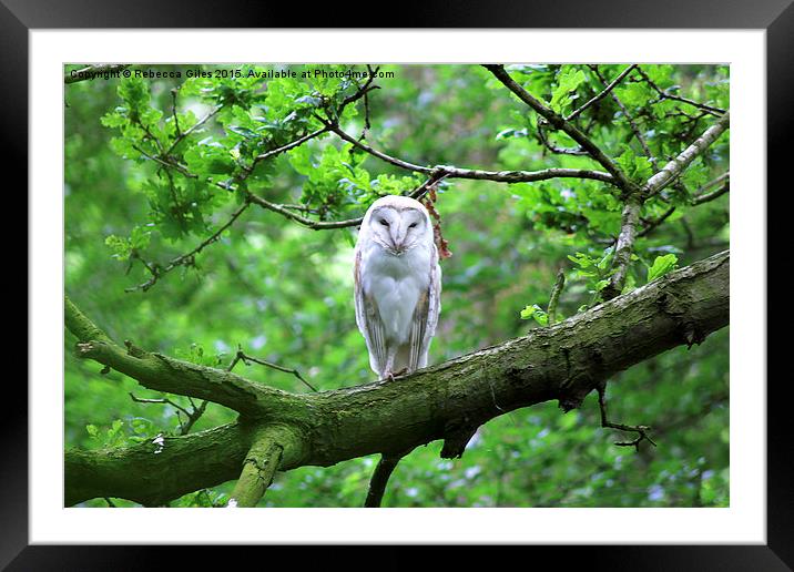  Barn Owl Framed Mounted Print by Rebecca Giles