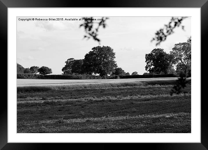  Field of trees Framed Mounted Print by Rebecca Giles