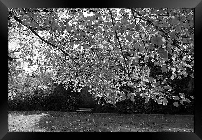  Bench in the Park Framed Print by Rebecca Giles