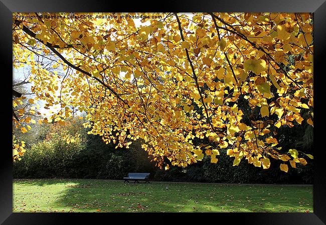  Single Bench in Greenwich Park - Autumn Framed Print by Rebecca Giles
