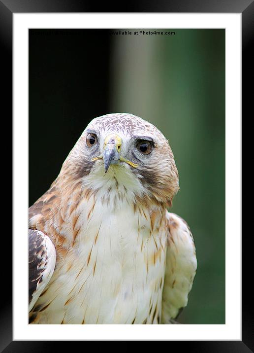  Buzzard head shot side on   Framed Mounted Print by Rebecca Giles