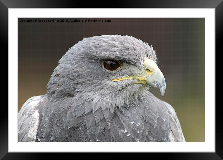  Black Chested Buzzard Eagle   Framed Mounted Print by Rebecca Giles