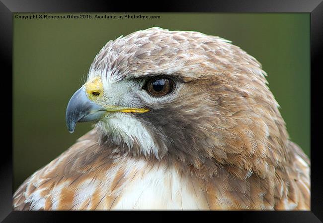  Broad-winged Hawk head shot  Framed Print by Rebecca Giles