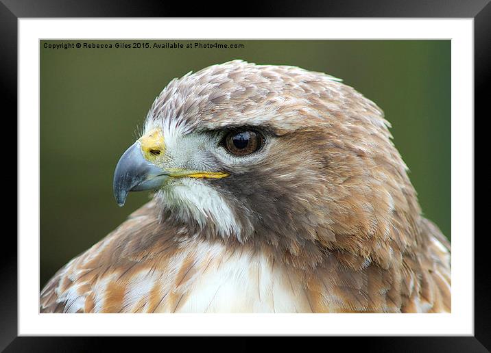  Broad-winged Hawk head shot  Framed Mounted Print by Rebecca Giles