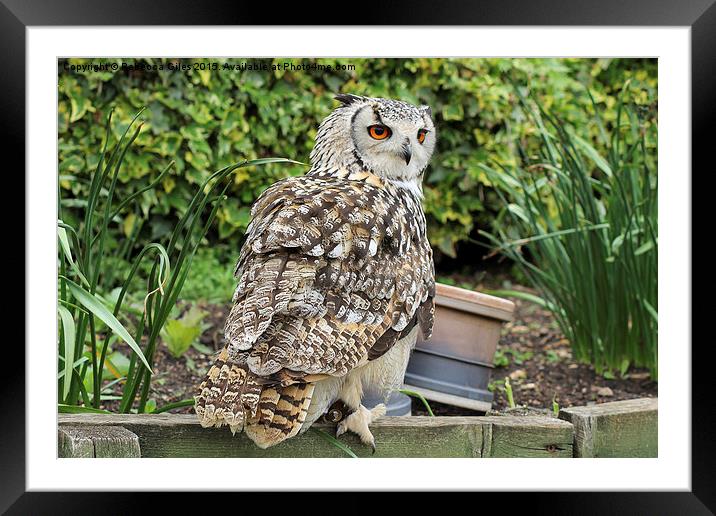  Eurasian Eagle Owl Framed Mounted Print by Rebecca Giles