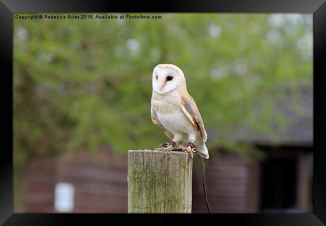  Barn Owl Framed Print by Rebecca Giles