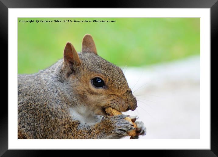 Snack time Framed Mounted Print by Rebecca Giles