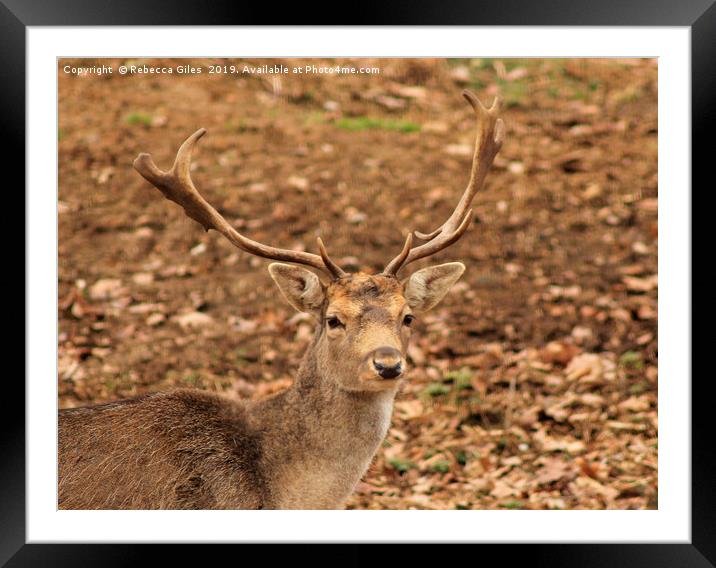 Headshot Framed Mounted Print by Rebecca Giles