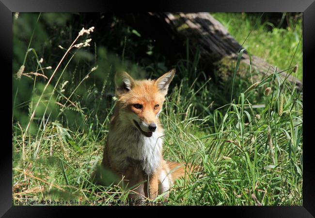 Fox in the summer sun Framed Print by Rebecca Giles