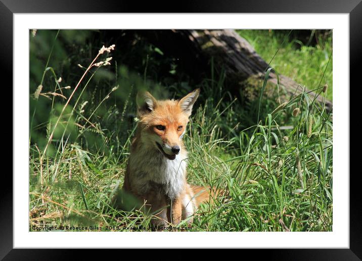 Fox in the summer sun Framed Mounted Print by Rebecca Giles