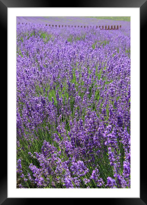 Lavender Fields Framed Mounted Print by Rebecca Giles