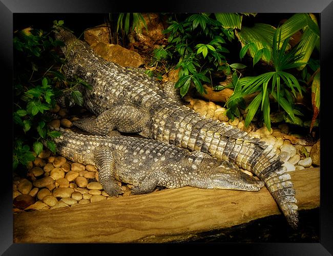 Crocodile Rock Framed Print by Jay Lethbridge