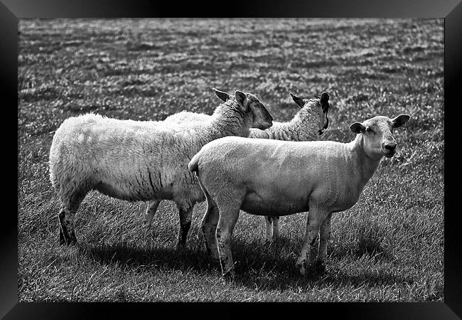Sheep in Black and White Framed Print by Jay Lethbridge