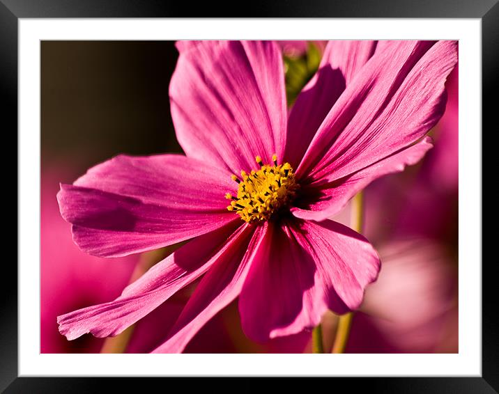 Cosmos Bipinnatus Framed Mounted Print by Jay Lethbridge