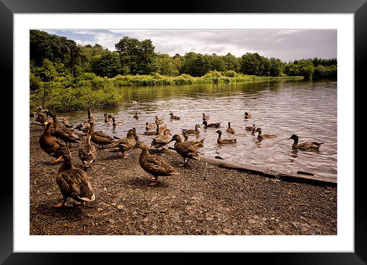Raft of Ducks Framed Mounted Print by Jay Lethbridge