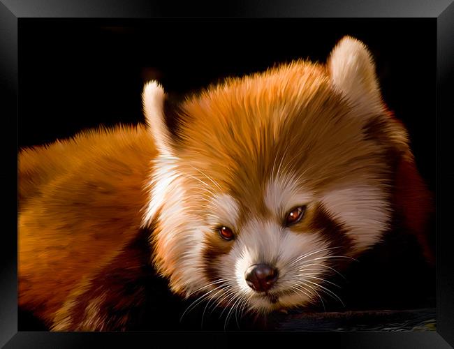 Red Panda Framed Print by Jay Lethbridge