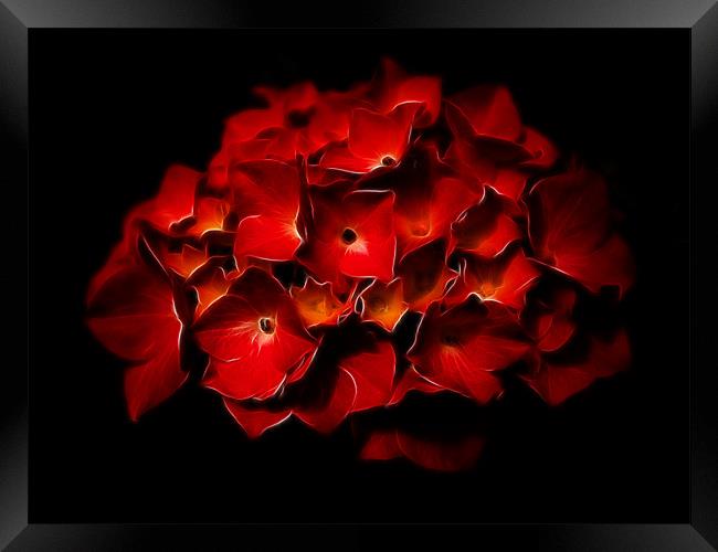 Red Hydrangea Fractalius Framed Print by Jay Lethbridge