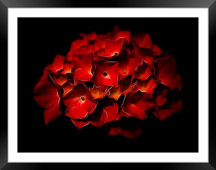 Red Hydrangea Fractalius Framed Mounted Print by Jay Lethbridge