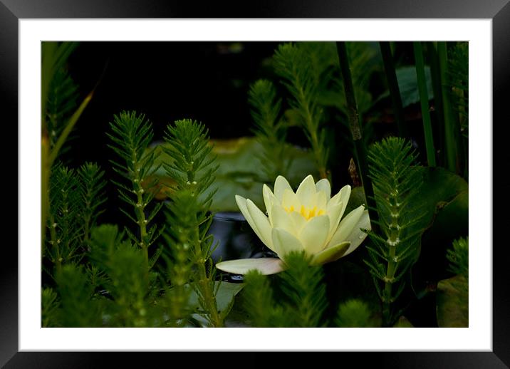 Lily Flower Framed Mounted Print by Jay Lethbridge