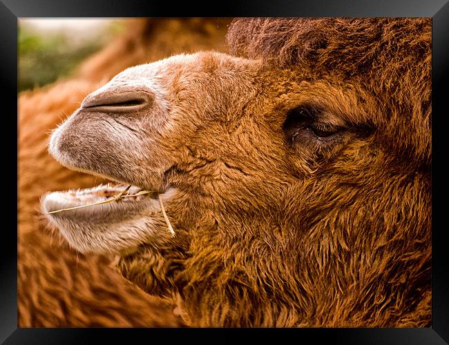 Bactrian Camel (Camelus bactrianus) Framed Print by Jay Lethbridge