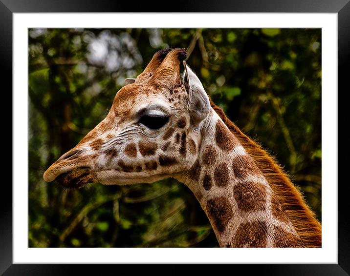 Giraffe (giraffa camelopardalis) Framed Mounted Print by Jay Lethbridge