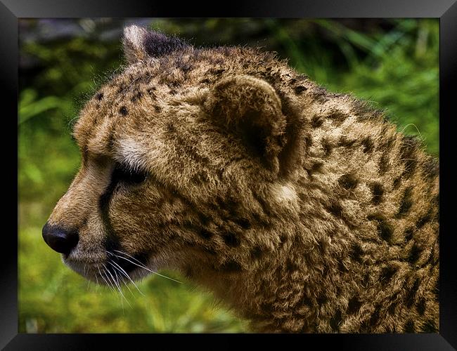 Cheetah (Acinonyx jubatus) Framed Print by Jay Lethbridge