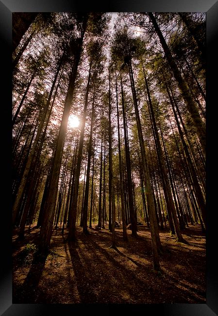 Sunlight through the Trees at Stover Framed Print by Jay Lethbridge