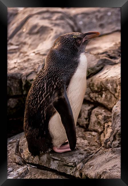 Macaroni Penguin (Eudyptes chrysolophus) Framed Print by Jay Lethbridge
